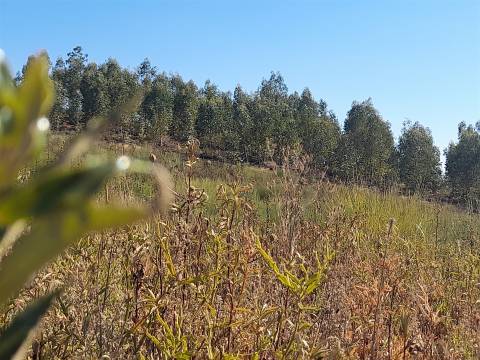 Terreno Rústico - 3520m2 - Sobral do Campo