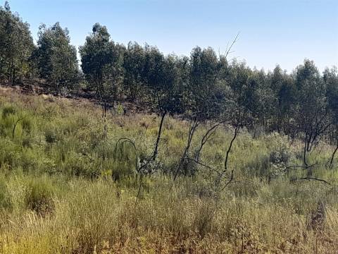 Terreno Rústico - 3520m2 - Sobral do Campo