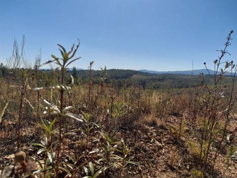 Terreno Rústico - 3520m2 - Sobral do Campo