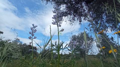 Quintinha mesmo á entrada de Penamacor!