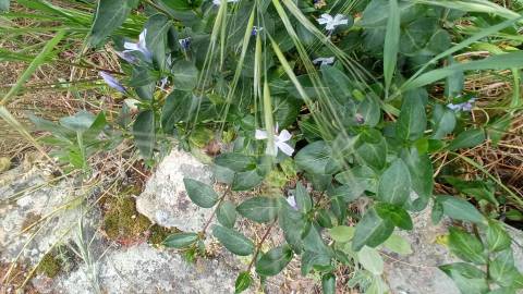 Quintinha mesmo á entrada de Penamacor!
