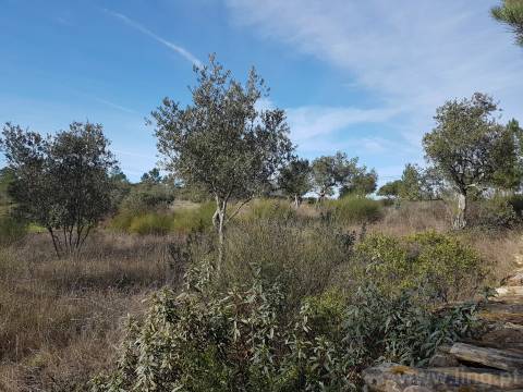 Terreno em Cebolais de Cima, Castelo Branc...