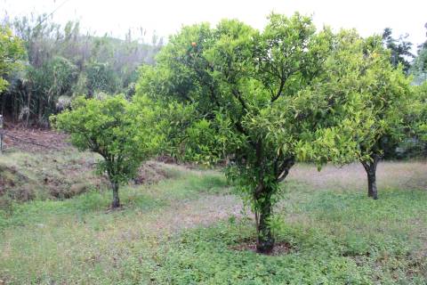 Quinta com 13.243 m2 na freguesia de Vale de Prazeres e Mata da Rainha, Fundão.