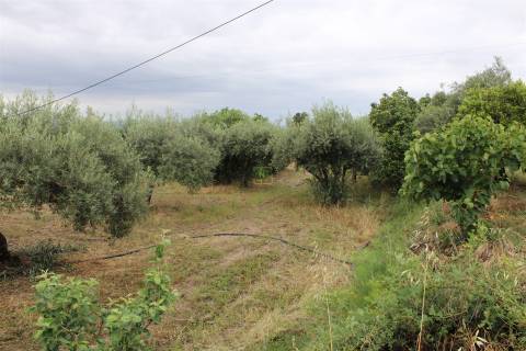 Quinta com 13.243 m2 na freguesia de Vale de Prazeres e Mata da Rainha, Fundão.