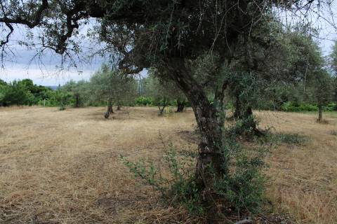 Quinta com 13.243 m2 na freguesia de Vale de Prazeres e Mata da Rainha, Fundão.