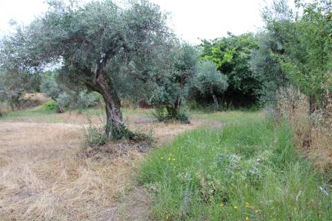 Quinta com 13.243 m2 na freguesia de Vale de Prazeres e Mata da Rainha, Fundão.