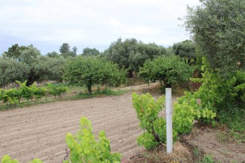 Quinta com 13.243 m2 na freguesia de Vale de Prazeres e Mata da Rainha, Fundão.
