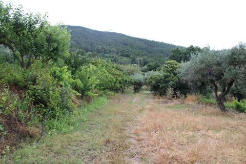 Quinta com 13.243 m2 na freguesia de Vale de Prazeres e Mata da Rainha, Fundão.