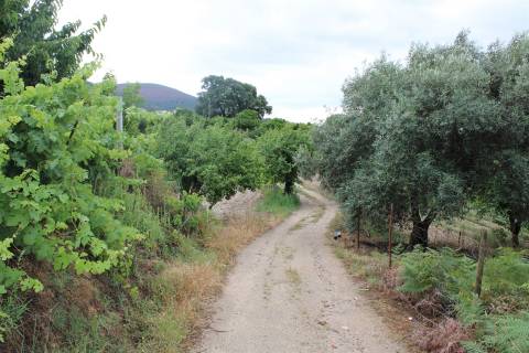 Quinta com 13.243 m2 na freguesia de Vale de Prazeres e Mata da Rainha, Fundão.