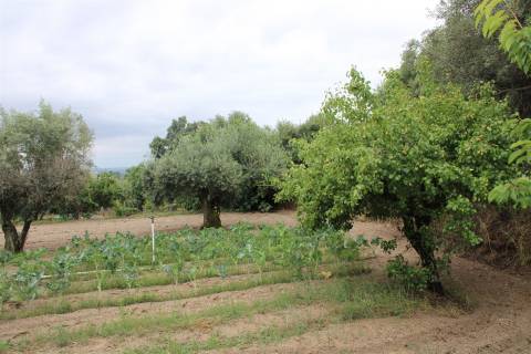 Quinta com 13.243 m2 na freguesia de Vale de Prazeres e Mata da Rainha, Fundão.
