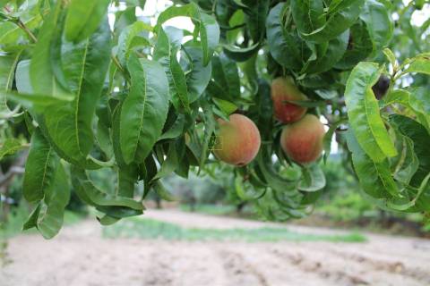 Quinta com 13.243 m2 na freguesia de Vale de Prazeres e Mata da Rainha, Fundão.