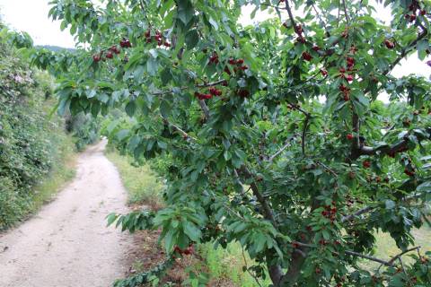 Quinta com 13.243 m2 na freguesia de Vale de Prazeres e Mata da Rainha, Fundão.