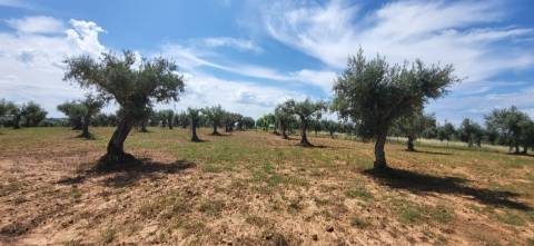 Terreno Rústico - 1.34 ha - Viabilidade de Construção - Freixial e Juncal do Campo