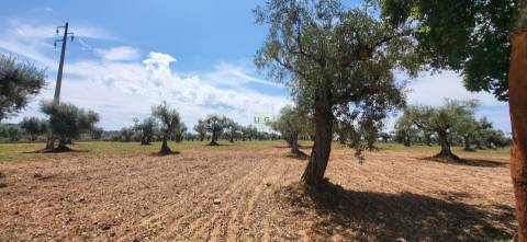 Terreno Rústico - 1.34 ha - Viabilidade de Construção - Freixial e Juncal do Campo