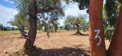 Terreno Rústico - 1.34 ha - Viabilidade de Construção - Freixial e Juncal do Campo
