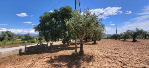 Terreno Rústico - 1.34 ha - Viabilidade de Construção - Freixial e Juncal do Campo