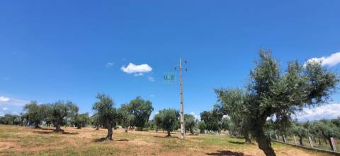 Terreno Rústico - 1.34 ha - Viabilidade de Construção - Freixial e Juncal do Campo