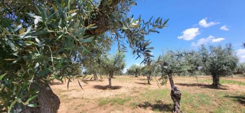 Terreno Rústico - 1.34 ha - Viabilidade de Construção - Freixial e Juncal do Campo