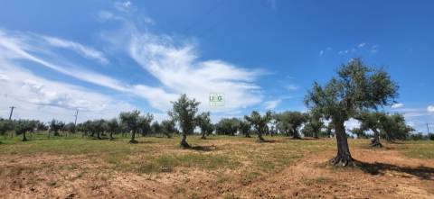 Terreno Rústico - 1.34 ha - Viabilidade de Construção - Freixial e Juncal do Campo