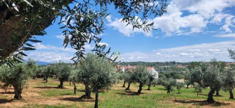 Terreno Rústico - 1.34 ha - Viabilidade de Construção - Freixial e Juncal do Campo