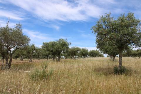 Terreno Rústico, Malpica do Tejo