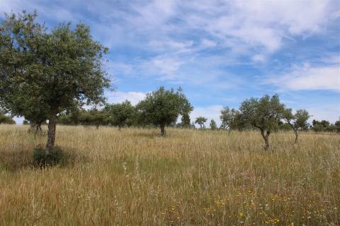 Terreno Rústico, Malpica do Tejo