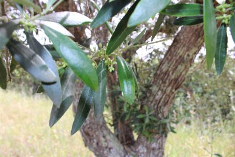 Terreno Rústico, Malpica do Tejo