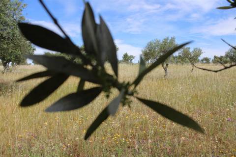 Terreno Rústico, Malpica do Tejo