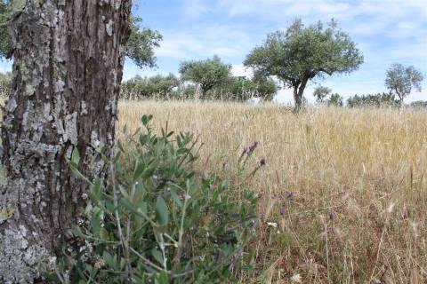 Terreno Rústico, Malpica do Tejo