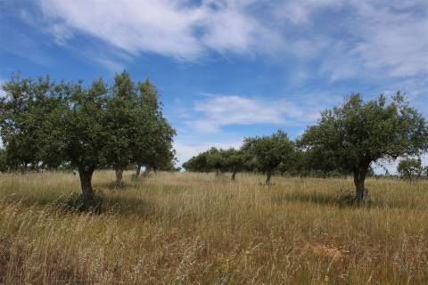 Terreno Rústico, Malpica do Tejo