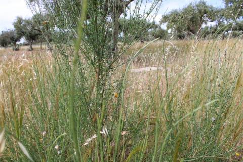 Terreno Rústico, Malpica do Tejo