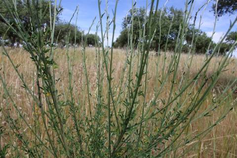 Terreno Rústico, Malpica do Tejo