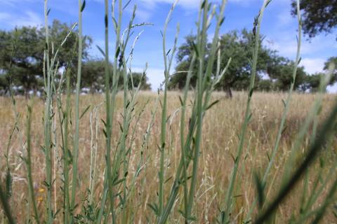 Terreno Rústico, Malpica do Tejo