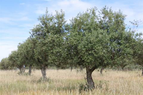 Terreno Rústico, Malpica do Tejo