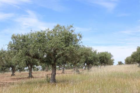 Terreno Rústico, Malpica do Tejo