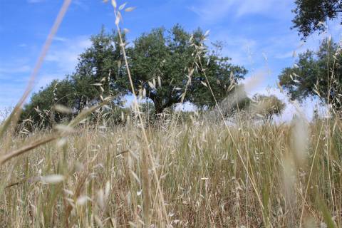 Terreno Rústico, Malpica do Tejo