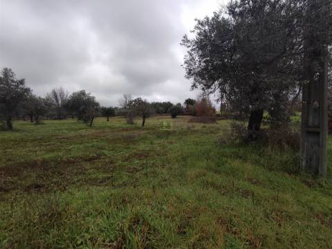 Terreno Rústico em Aldeia do Bispo
