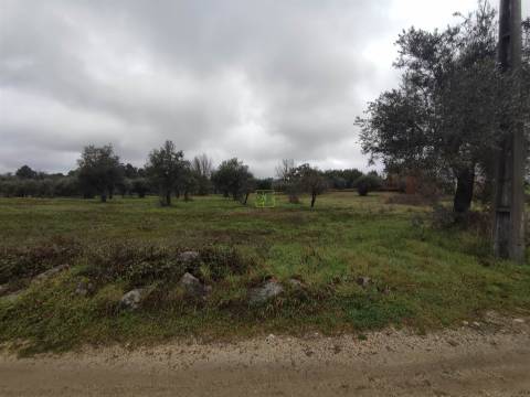 Terreno Rústico em Aldeia do Bispo