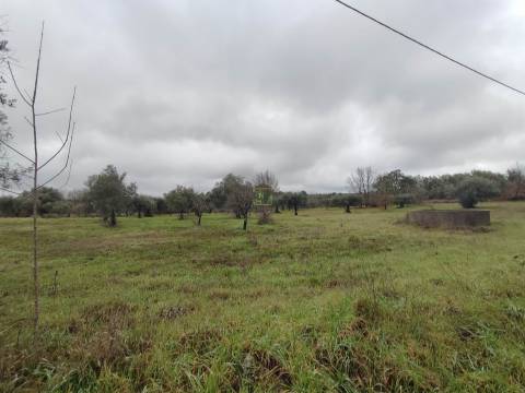 Terreno Rústico em Aldeia do Bispo
