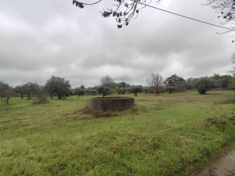 Terreno Rústico em Aldeia do Bispo