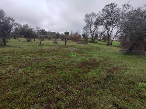 Terreno Rústico em Aldeia do Bispo