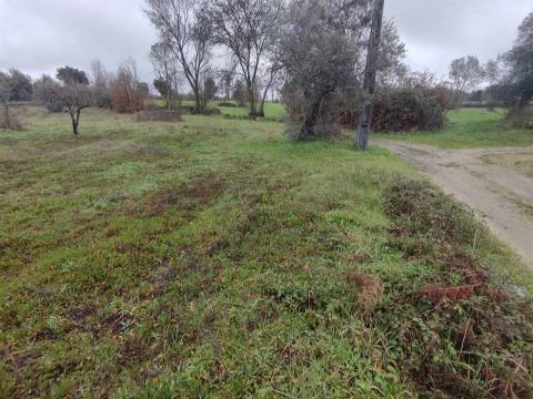 Terreno Rústico em Aldeia do Bispo