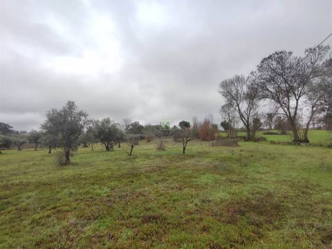 Terreno Rústico em Aldeia do Bispo