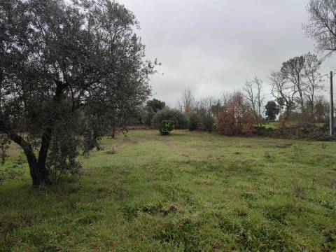 Terreno Rústico em Aldeia do Bispo