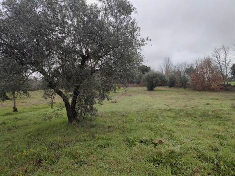Terreno Rústico em Aldeia do Bispo