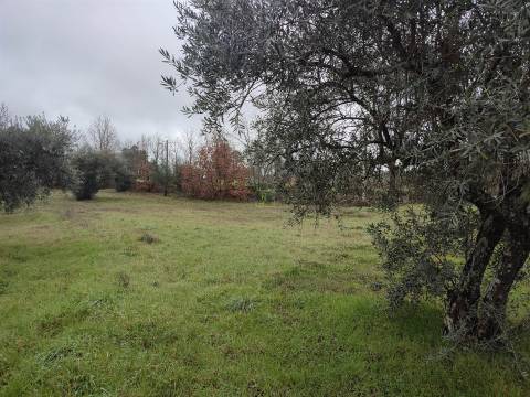 Terreno Rústico em Aldeia do Bispo
