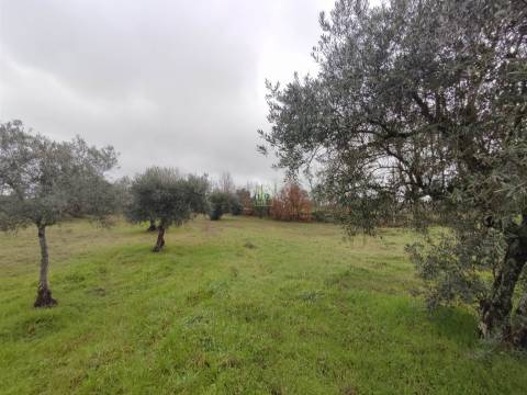 Terreno Rústico em Aldeia do Bispo