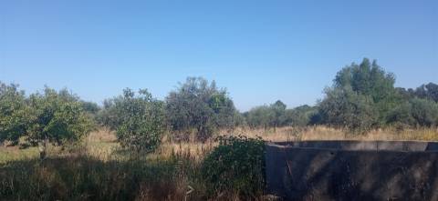 Terreno Rústico em Aldeia do Bispo