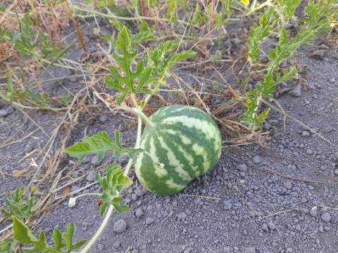 Farm 1000m2 - Póvoa de Rio de Moinhos