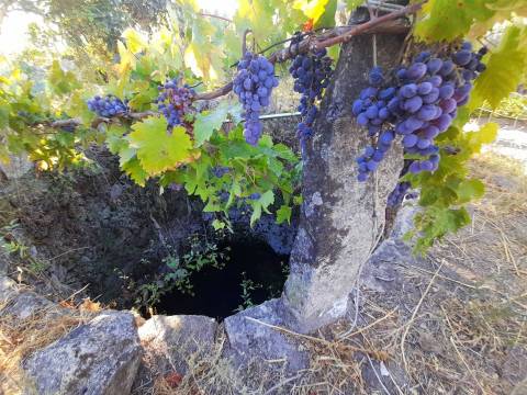 Farm 1000m2 - Póvoa de Rio de Moinhos